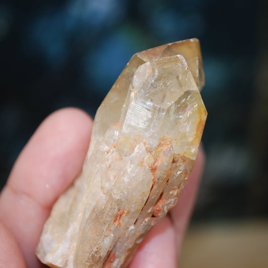 Congo Citrine - EE