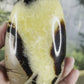 Septarian Free Forms - Standing, Polished